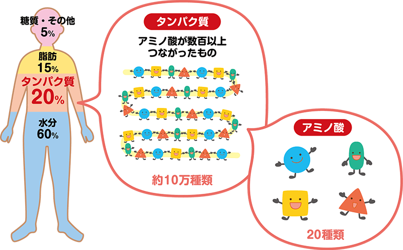 たんぱく質 約10万種類 アミノ酸 20種類