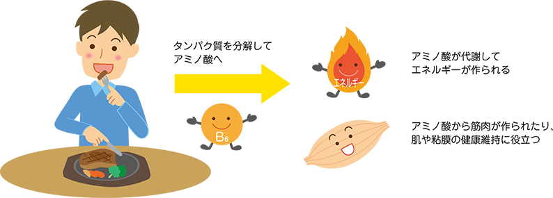 たんぱく質を分解してアミノ酸へ